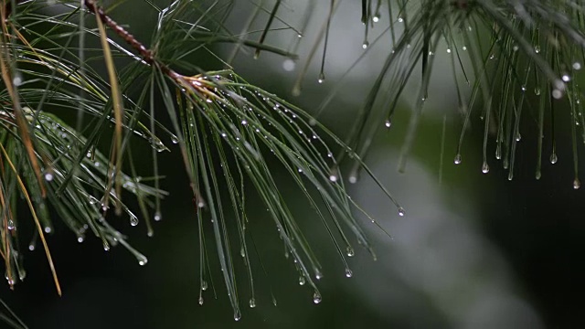 松树针上的雨视频素材