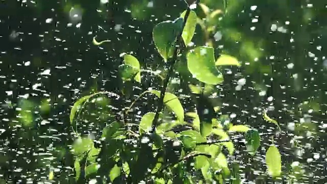 美丽的日出浇灌着广阔的花园。视频素材