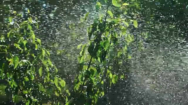 植物、草坪自动洒水系统。视频素材