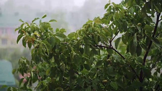 翠绿的树枝下着淅淅沥沥的雨点。视频素材