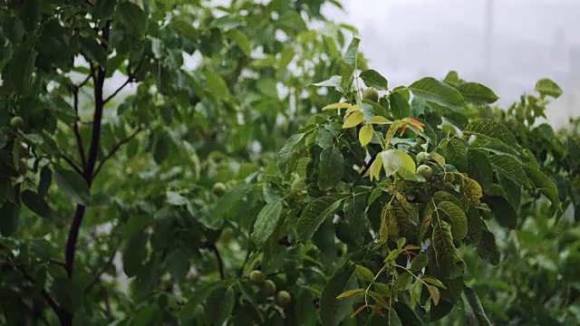 一棵青翠的胡桃树枝下着倾盆大雨。视频素材