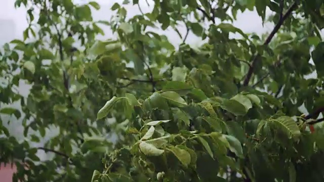 树顶在大雨中摇摆。视频素材