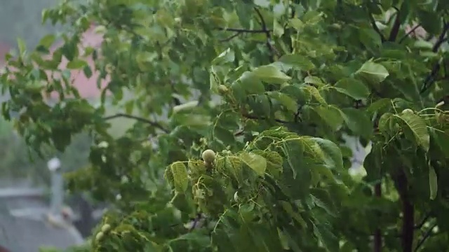 大雨期间的核桃。视频素材