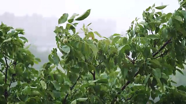 树顶在大雨中摇摆。视频素材