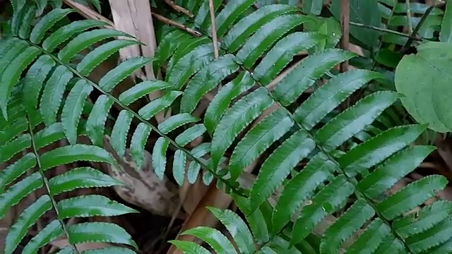 热带雨林中的绿蕨视频素材