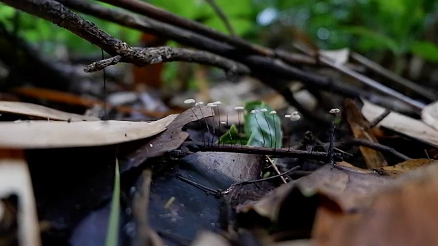 森林中原木上的蘑菇视频素材