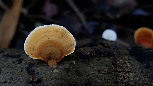 森林中原木上的蘑菇视频素材