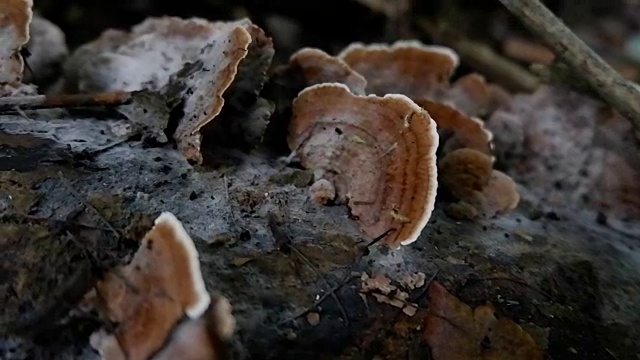 森林中原木上的蘑菇视频素材