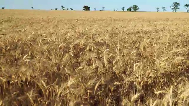 小麦唯晴空视频素材