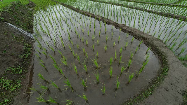 4K TL水淹稻田视频素材