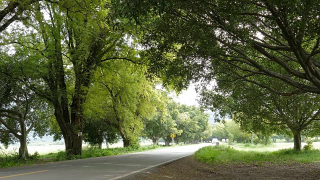 美丽的视角拍摄的道路在森林。视频素材