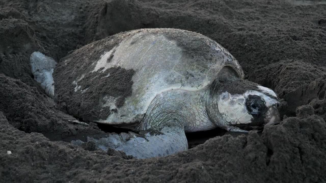 在热带海滩产卵的大西洋雷德利海龟视频素材