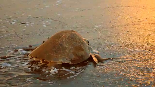 大西洋海龟在日落产卵后返回大海视频素材