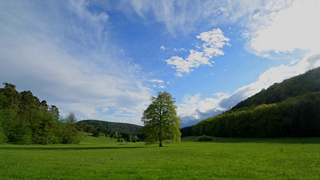 春天景观中的橡树，布森伯格，Pfälzerwald，莱茵兰-普法尔茨，德国视频素材