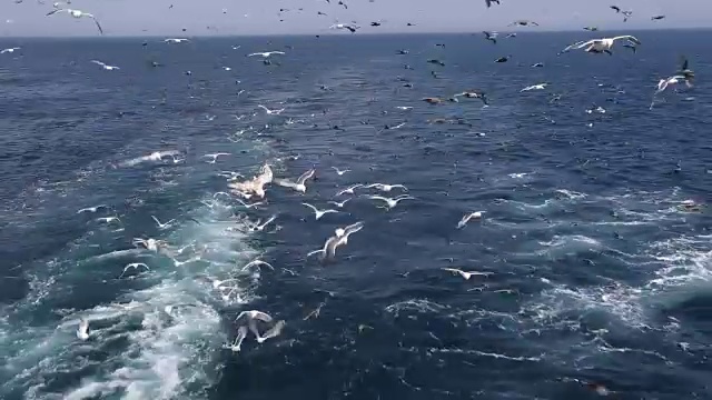 千岛群岛马图亚岛附近，数百只海鸟跟随一艘船视频素材