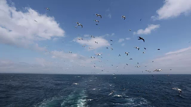 千岛群岛马图亚岛附近，数百只海鸟跟随一艘船视频素材