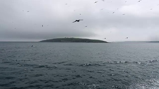 千岛群岛马图亚岛附近，数百只海鸟跟随一艘船视频素材