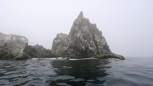 鄂霍次克海，爱奥尼岛上的虎头海狮视频素材