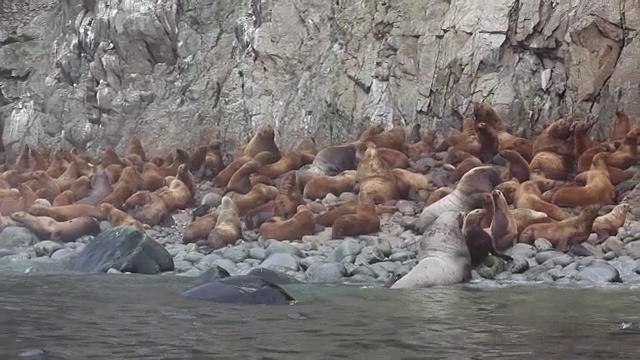 鄂霍次克海，爱奥尼岛上的虎头海狮视频素材