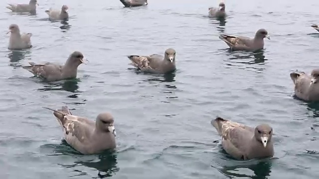 鄂霍次克海爱奥尼岛附近海面上的北富尔玛斯视频素材