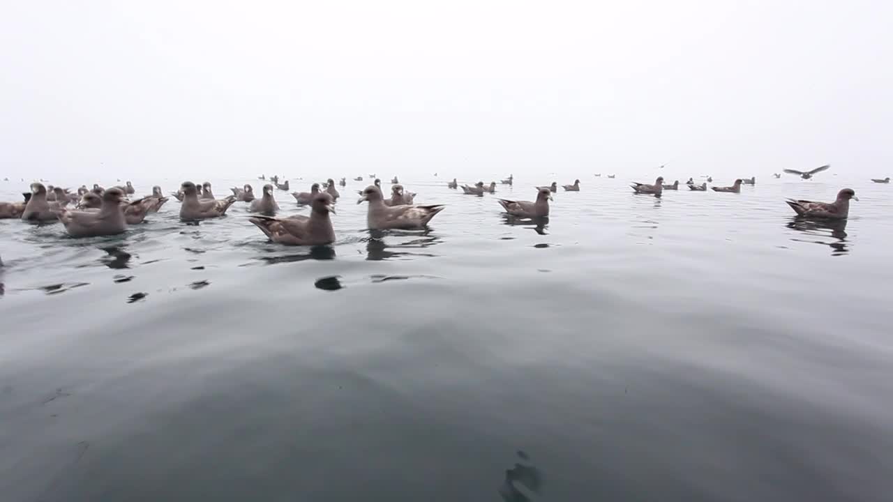 鄂霍次克海的爱奥尼岛附近海面上的北管鼻藿视频素材