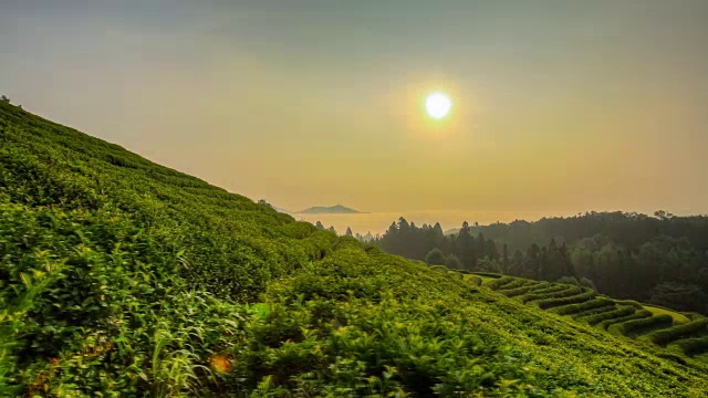 韩国全罗南道碧城绿茶田的日出景观视频素材