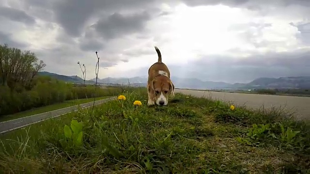 一只小猎犬在散步时嗅着地面的慢镜头视频素材