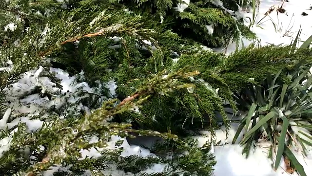 冬天植物被冰雪覆盖视频素材