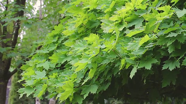 枫叶的绿叶在风中飘扬，枫叶上的叶子，枫叶上的叶子，枫叶上的叶子视频素材