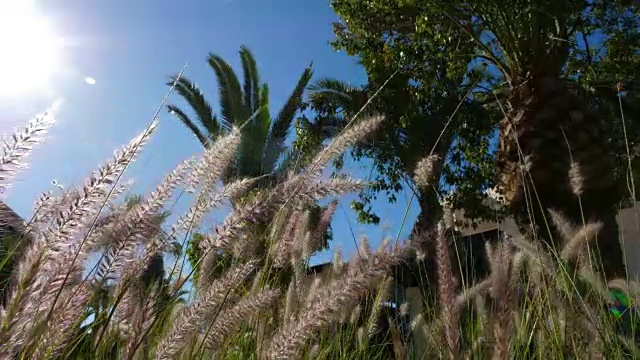 在一个阳光明媚的夏日，一簇簇绿草迎风摇曳视频素材