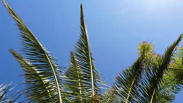 蓝色的天空上，绿色的棕榈树的叶子，近距离，低角度观看视频素材