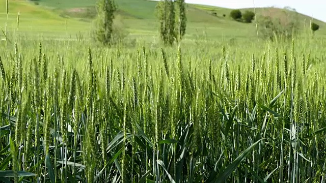 绿地景观由麦田形成，陆地气候植物麦田视频素材