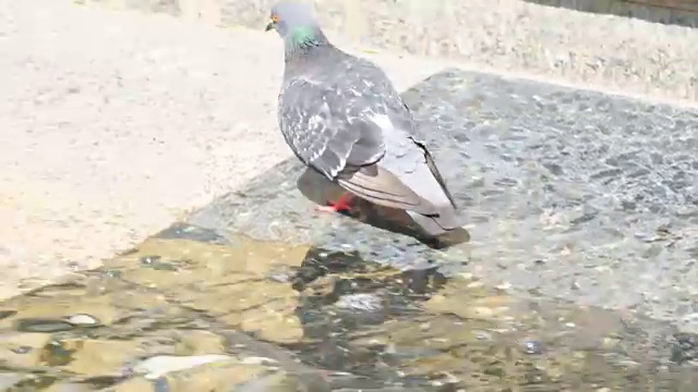 喷泉旁的两只鸽子视频素材