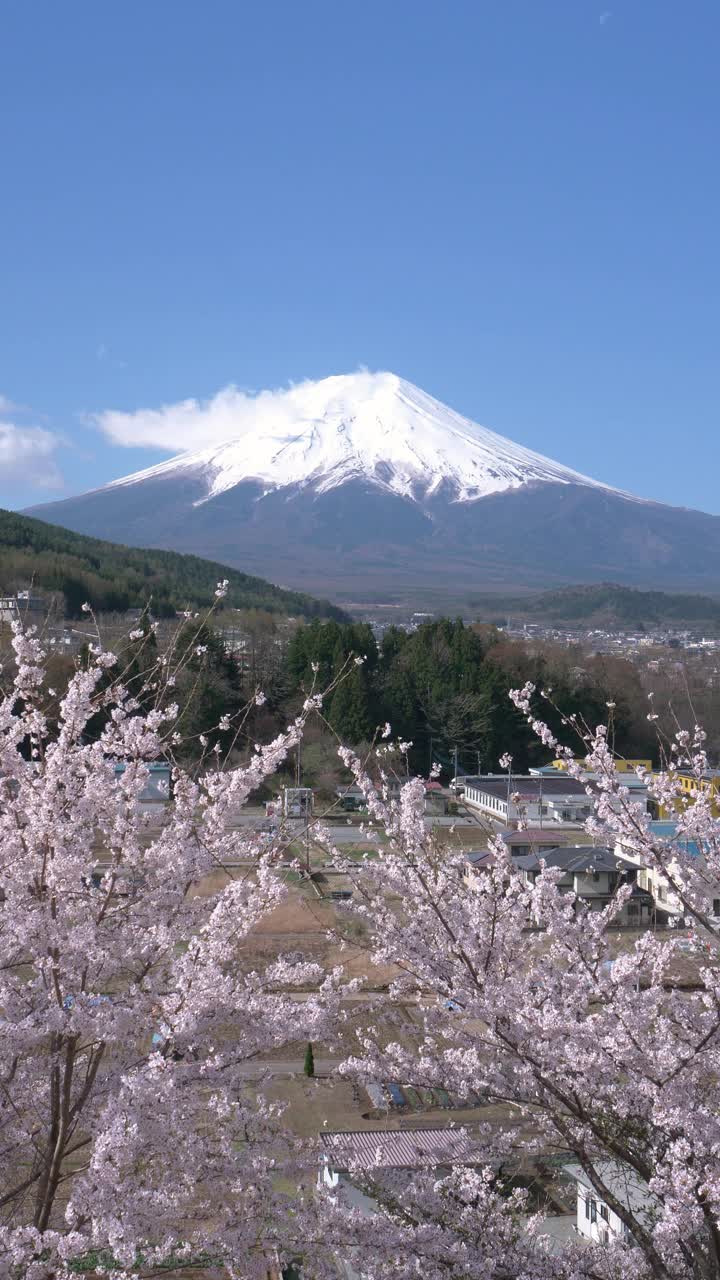 富士山上樱花盛开视频素材