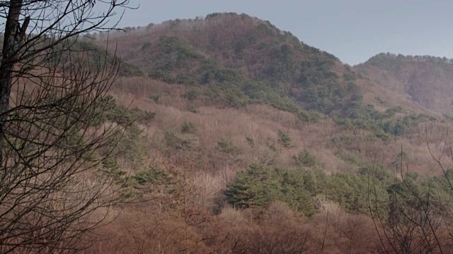 在韩国非军事区附近的山上，一只受伤的野猪视频素材