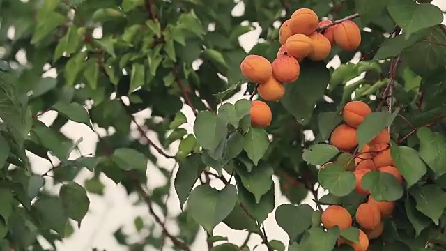 多汁的美丽惊人的漂亮的杏子在树枝上的果实，阳光明媚的夏天好日与微风。浅景深，调好的视频，50fps。视频素材