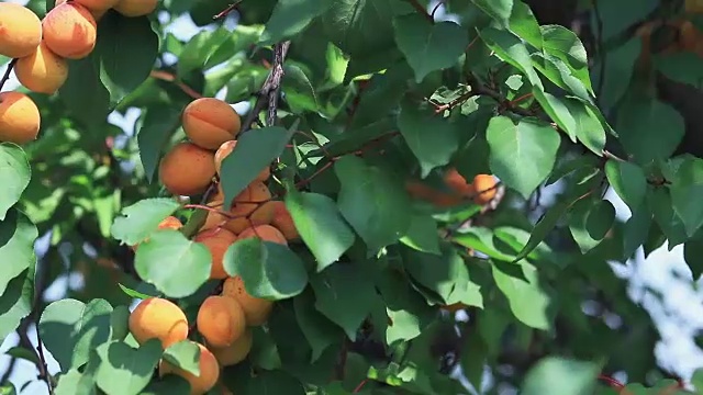 多汁的美丽惊人的漂亮的杏子在树枝上的果实，阳光明媚的夏天好日与微风。浅景深，调好的视频，50fps。视频素材