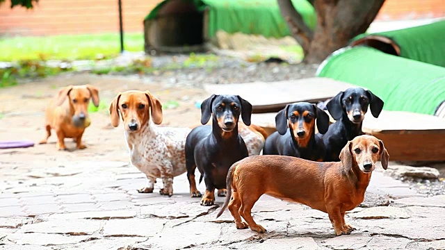 腊肠犬夏日花园视频素材