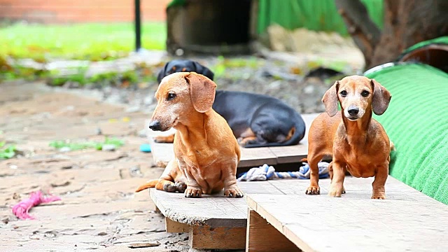 腊肠犬夏日花园视频素材