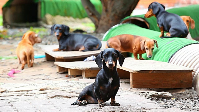 腊肠犬夏日花园视频素材