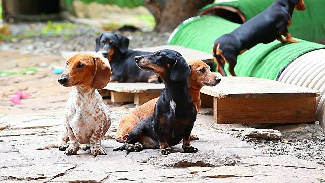 腊肠犬夏日花园视频素材