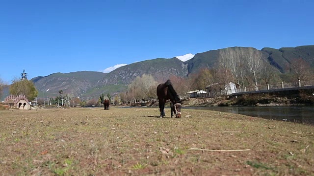 在河岸草地上吃草的马视频素材