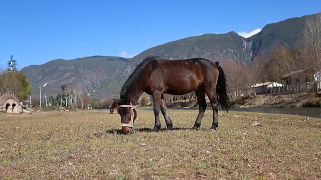 在河岸草地上吃草的马视频素材