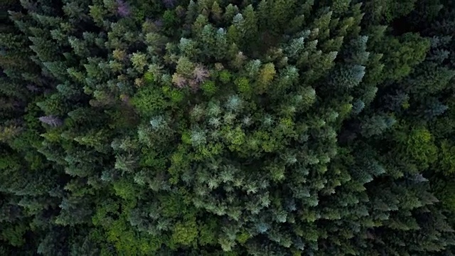 夏季北方自然森林鸟瞰图视频素材