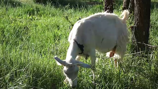 吃草的小山羊视频素材