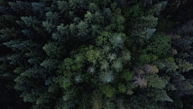 夏季北方自然森林鸟瞰图视频素材