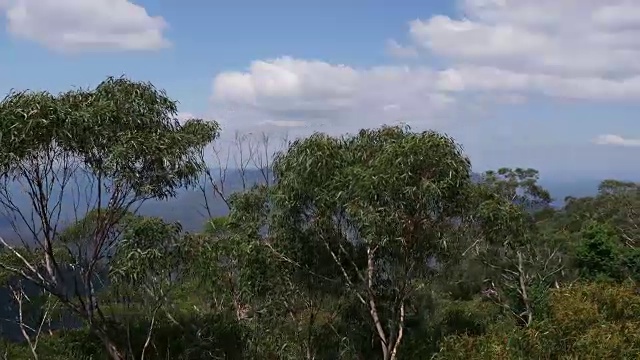 蓝山和桉树林景观(澳大利亚)视频素材