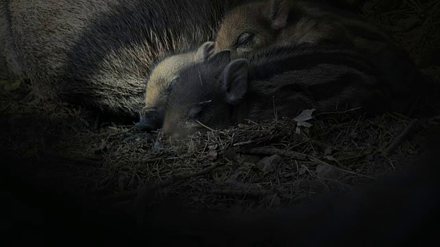 韩国非军事区(横穿朝鲜半岛的狭长地带)中黑暗中的野猪幼崽视频素材