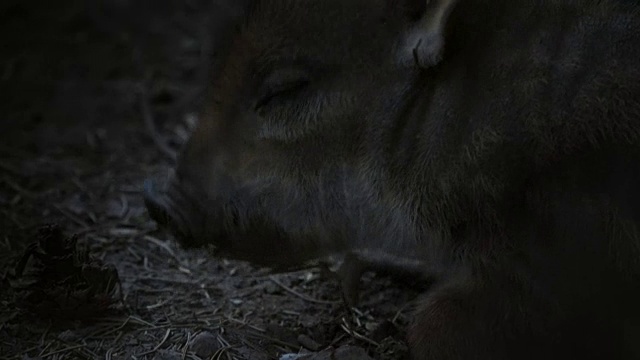 韩国非军事区(横穿朝鲜半岛的狭长地带)中黑暗中的野猪幼崽视频素材