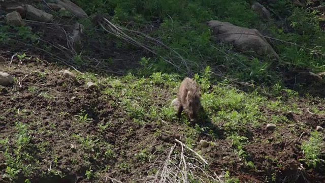 在韩国的非军事区，野猪宝宝在草地上视频素材